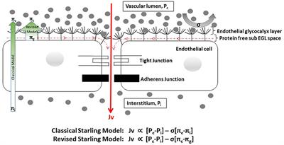 Microvascular Fluid Exchange: Implications of the Revised Starling Model for Resuscitation of Dengue Shock Syndrome